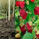 Kenmerken van het verplanten van remontante frambozen