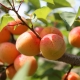 Features of fruiting apricot
