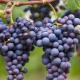 Caratteristiche dell'uva da frutto