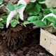 Features of planting strawberries and strawberries in the fall