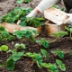 Features of planting strawberries in spring