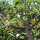 Funktioner ved podning af et æbletræ om sommeren