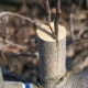 Features of grafting an apple tree in spring
