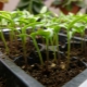 Funktioner af spirende tomatfrø til frøplanter