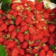 Funktioner af remontante jordbær og jordbær