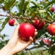 Vlastnosti sběru jablek