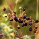 Features of caring for blackberries in autumn