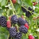 Features of growing a thornless blackberry