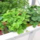 Funktioner ved dyrkning af jordbær og jordbær på balkonen