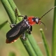 Características de los escarabajos de fuego.