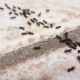 Woher kommen Ameisen im Haus und wie wird man sie los?