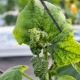 Hvor optræder bladlus på agurker, og hvordan håndteres det?