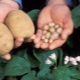 Af hvilke grunde er kartofler små, og hvad skal man gøre med dem?