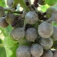 Waarom worden de druiven zwart en wat te doen?