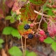 Why do blackberries dry with berries and what to do?