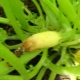 Why do zucchini rot and what to do?