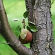 Waarom draagt ​​de peer geen vrucht en wat te doen?