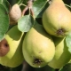 Warum verrotten Birnen am Baum und was tun dagegen?