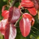 Why do pear leaves turn red and what to do?