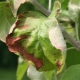 Perché le foglie del melo diventano marroni e cosa fare?