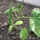 Hvorfor bliver agurkblade hvide, og hvad skal man gøre?