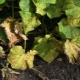 ¿Por qué las hojas de pepino se vuelven amarillas y secas y qué hacer?