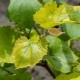 Hvorfor bliver drueblade gule, og hvad skal man gøre?