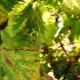 Pourquoi les feuilles de vigne jaunissent et que faire ?