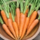 Perché le carote sono arancioni?