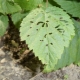 Hvorfor er der huller på jordbærblade, og hvad skal man gøre?