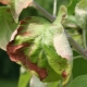 Proč se na listech jabloně objevují skvrny a co dělat?