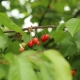 Why does the sweet cherry not bear fruit and what to do about it?