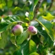 Hvorfor bærer æbletræet ikke frugt, og hvad skal man gøre ved det?