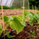 ¿Por qué no crecen pepinos en invernadero y qué hacer?