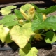 Hvorfor bliver agurker gule, og hvad skal man gøre?