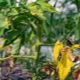 Hvorfor bliver tomater i et drivhus gule, og hvad skal man gøre?