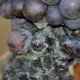 Hvorfor opstod der skimmelsvamp på druerne, og hvad skal man gøre?