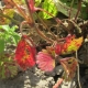 Pourquoi des taches rouges sont-elles apparues sur les feuilles de fraisier et que faire ?