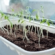Why are tomato seedlings stretched out and what to do?
