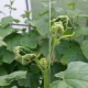 Hvorfor krøller agurkblade, og hvad skal man gøre?