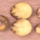 Proč brambory ztmavnou a co dělat?