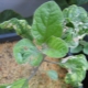 Pourquoi les feuilles d'aubergine s'enroulent-elles et que faire?