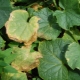 Hvorfor tørrer agurkblade, og hvad skal man gøre ved det?