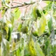 Hvorfor taber peberfrøplanter blade, og hvad skal man gøre?