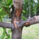 Why does the bark of an apple tree peel off and what to do?