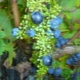 Pourquoi les raisins sont-ils petits et que faire ?