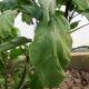 Perché le foglie di melanzana appassiscono e cosa fare al riguardo?