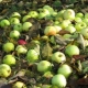 ¿Por qué las manzanas caen del manzano antes de madurar y qué hacer?