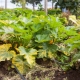 Perché le foglie di zucchina ingialliscono e cosa fare?
