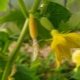 Hvorfor bliver agurkeæggestokke gule, og hvad skal man gøre ved det?